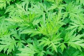 無添加無着色ヨモギパウダー(50g)×2セット