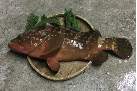 幻の魚 ｱｺｳ（ｷｼﾞﾊﾀ）2匹(0.7㎏/1匹)
