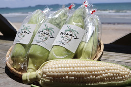 【夏ギフト】糖度20度超え!白いとうもろこし雪やこんコーン【6本〜8本】