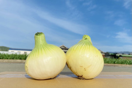 《期間限定》【淡路島産】
地元農家でも評判の 甘くて美味しい新玉ねぎ七宝 5kg