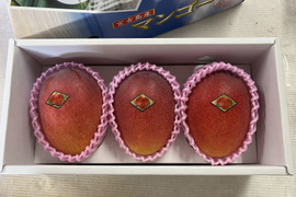 【贈答用】宮古島産完熟マンゴー 1kg 2～3玉 7/5～順次発送 予約販売