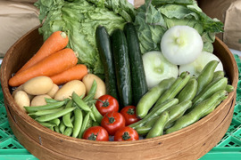 畑から採りたて発送！Ⓑ静岡厳選野菜セット（8品）（本州の方限定）