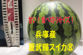 兵庫産夏武輝 中玉スイカ1玉　ご家庭用⑧