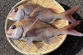 【絶品】天然 真鯛(マダイ) 600〜800g  2匹