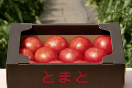 【北海道産】🍅樹上熟3段採り🍅桃太郎トマト4kg（2kg箱× 2） 〈規格外品〉