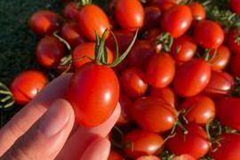 【お試し割引】艶っぽい°˖✧色気あるアイコ🍅コンパクトＢＯＸ箱込み約1ｋｇ❣（本州の方限定）