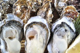 【10％OFF設定中】加熱用10ｋｇ 10名様用の牡蠣★宮城県産 殻付き 牡蠣 殻付き牡蠣 殻付 カキ 牡蛎 カキかき 生牡蠣 松島牡蠣屋 オイスター 貝類BBQ バーベキュー 貝