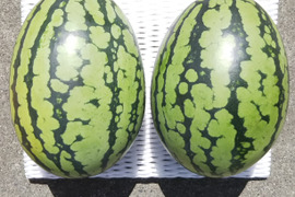 【スイカ2玉約6kg(5.5kg以上)】夏を思いっきり楽しむ!旨みとシャリ感抜群!【品種：ぷちっと】【8月上旬発送開始！】