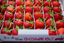 大切な方へイチゴで想いを届ける！「品種：恋みのり（3L以上）」（1.3kg）