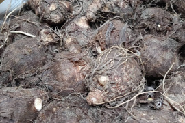 【親芋(皮あり)】黄金里芋 女早生芋 宅急便 10kg さといも サトイモ 山芋