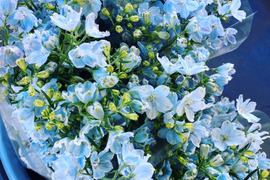 1度で4回楽しめるお花♪仏花も◎ 規格外デルフィニウム薄水色 30本または同等ボリューム~HeavenlyBlue~