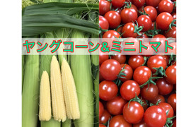 🌽【朝どれ】ヒゲまで美味しいヤングコーン25本&完熟ミニトマト1.5kgセット🍅
