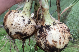 春の旬の味！　甘うま新玉ねぎ　60サイズ
