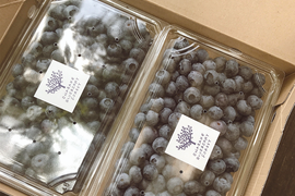 【2025年産予約】完熟で風味豊か！茨城県産生ブルーベリー500g×２p発送時期20205年6月中旬～8月中旬
