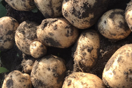 【自然栽培】皮ごと食べられるじゃがいも1.5kg
