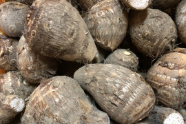 ぐんまの里芋　2kg