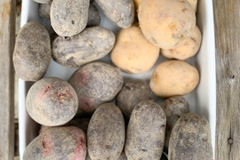 新じゃが食べ比べ！４種 グラウンドペチカ・タワラマゼラン・シャドークィーン・男爵【２Kg】