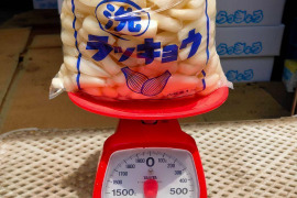 【鳥取県産】らっきょう 洗いらっきょう 鳥取 砂丘らっきょう らっきょ 3kg