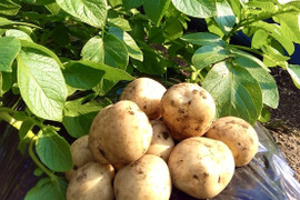 【掘りたて】種子島産 新じゃがいも S・M・Lサイズ 3kg(箱別)