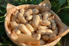 至高の生落花生400g自然栽培