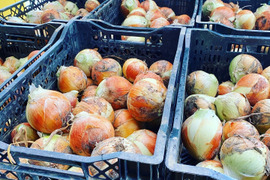 【期間限定】農薬化学肥料不使用栽培！たまねぎ『泉州黄』（5kg）Mサイズ