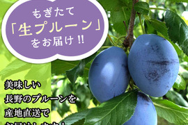 生プルーン　くらしま早生　3キロ
