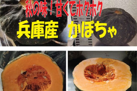 【最短出荷】兵庫産 ホクホクかぼちゃ④