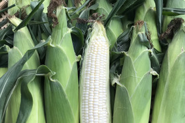 北海道産🌽農薬化学肥料除草剤不使用🌽【朝どれ】当日発送🚚甘い‼️白トウモロコシ🌽8本