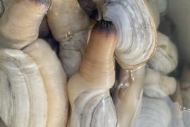 日間賀島産（漁師直送）これからが旬‼︎
高級貝 【白ミル貝】2kg 活きて届く海の愛白ミル貝でしか味わえない味、一度食べたらトリコに❗️