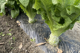 コリコリ食感がクセになる味わいがまさにアスパラガス!茎レタス5kg
