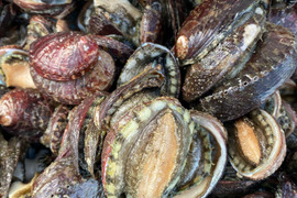 漁師直送！天然 活トコブシ５００グラム　とこぶし　ナガレコ　ながれこ