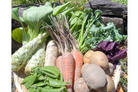 カラダが喜ぶ!!旬のお野菜セット9~10種類【おまかせ80】
