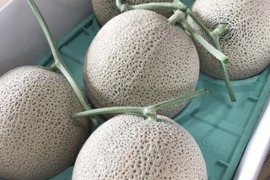 予約開始 特秀品🉐 最高級 ふらのメロン 高糖度17 贈り物に最適 お相手様を満足させます
