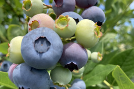 【数量限定】訳あり特価！！大人気ブルーベリー！！　7月中旬～8月下旬まで　ご家庭用　1kg（250g×4パック）