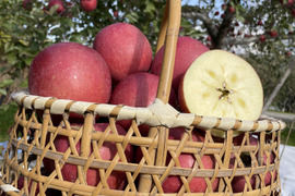 令和7年度産早期予約セール7%OFF大玉から順に発送‼️🍎青森県産完熟葉取らずふじ家庭用キズあり約3kg‼️とことん味にこだわりました😊