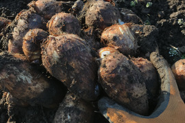 【ホッコリする甘味】農薬不使用！　熊本県産　みさといも　里芋（１０ｋｇ）訳あり