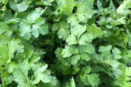 土っさりパクチー500ｇ京都府産