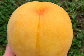 大人気！【まるでマンゴー!?】ゴールデンピーチ!!1.5kg