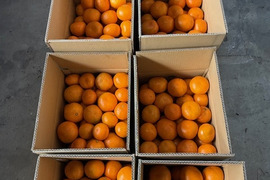 甘味と酸味の絶妙なバランス：宮内いよかん（約５Kg）