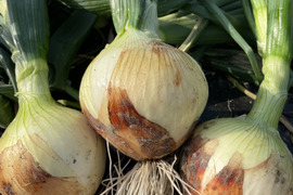 【父の日ギフト】大きい7.8kg🧅新玉ねぎ🧅淡路島極熟玉葱 今が旬‼️ 特別栽培農産物 シャーロットオニオン【父の日ギフト】レッドオニオン入り