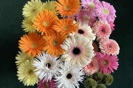 【父の日ギフト】花農家直送！ガーベラおまかせ贅沢ミックス【30本】