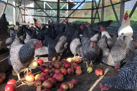 平飼い有精卵　30個　輸入とうもろこし不使用　お陰様で2024食べチョクアワード畜産部門1位
