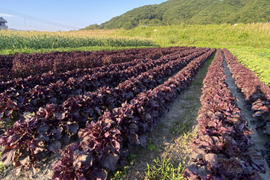 色づきがよく、香り高いと大評判！ちりめん赤紫蘇 太い枝なし葉っぱのみ