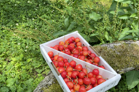 ★甘酸っぱい★朝どり！さくらんぼ★ナポレオン★ご家庭用　1kg ＊お菓子作りやブランデーなどに♪オススメ＊