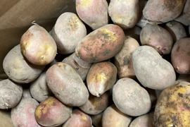 《北海道羊蹄産》希少！インカのひとみ　2kg