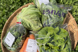 【有機JAS認証取得】安心島育ち🌱旬の野菜セット4〜5種類🥬🥕🥦✨🌱Organic Vegetables set