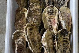 北海道産海峡牡蠣45個