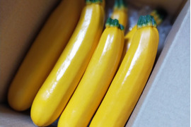 【愛媛県産】ズッキーニ　イエロー(1.6㎏）8本前後