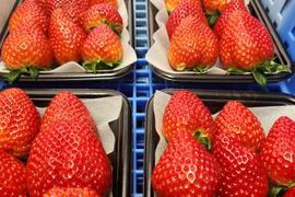 【2025年12月発送先行予約】【あすかルビー】火曜日のいちご嫌にならない酸味とスッキリとした味わいちょっと疲れた火曜日にビタミン補給約150ｇ2パック