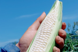 大好評😀【夏ギフト】関東圏限定　収穫した日にお届け！　白い贅沢“ピュアホワイト “2kg（6本〜10本）➕おまけ2本　 from 名水の里　神奈川県秦野市